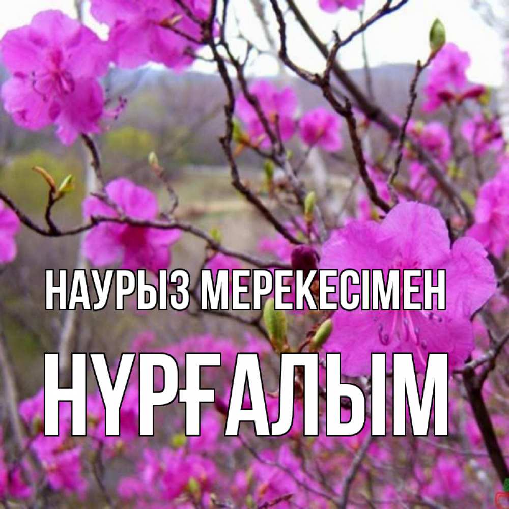 Күн сайын ашық хат с именем, НҮРҒАЛЫМ Наурыз мерекесімен праздник весны наурыз Онлайн тегін жүктеп алу тілектері бар керемет карта 