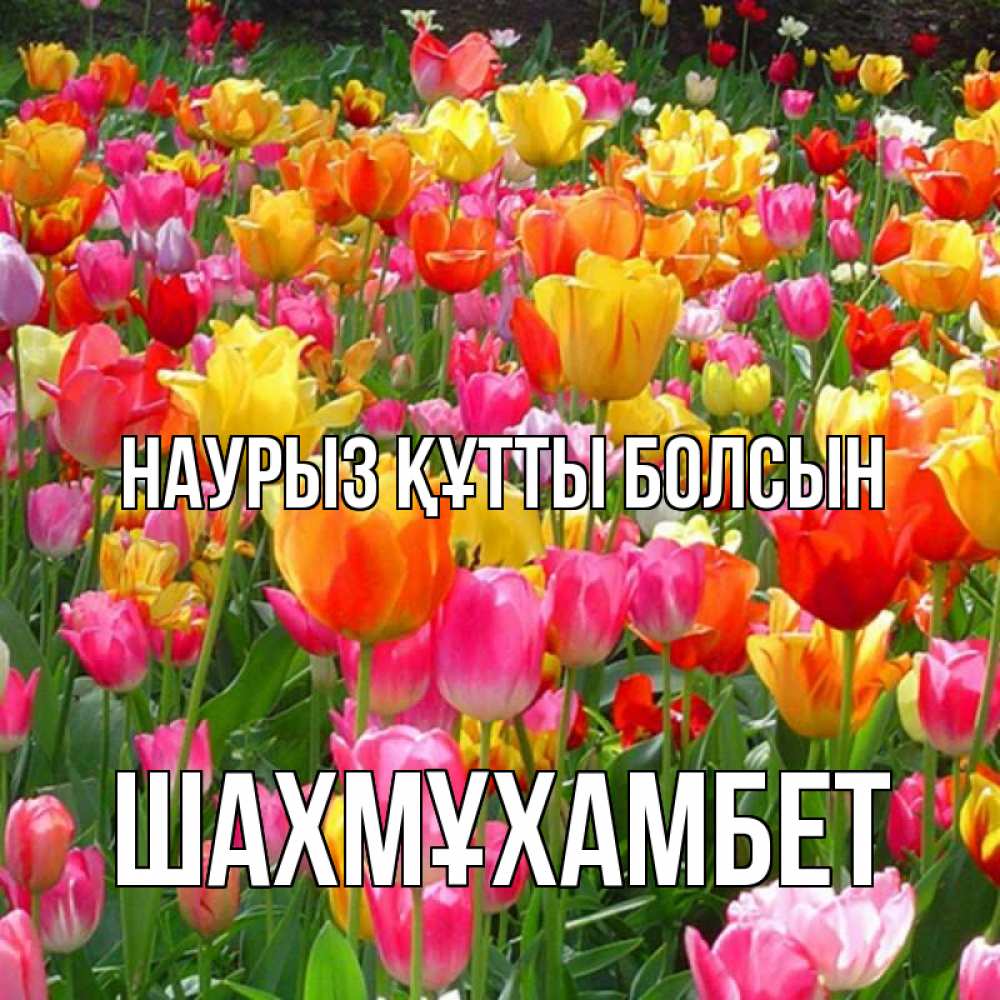 Күн сайын ашық хат с именем, ШАХМҰХАМБЕТ Наурыз құтты болсын на наурыз  ура ура Онлайн тегін жүктеп алу тілектері бар керемет карта 