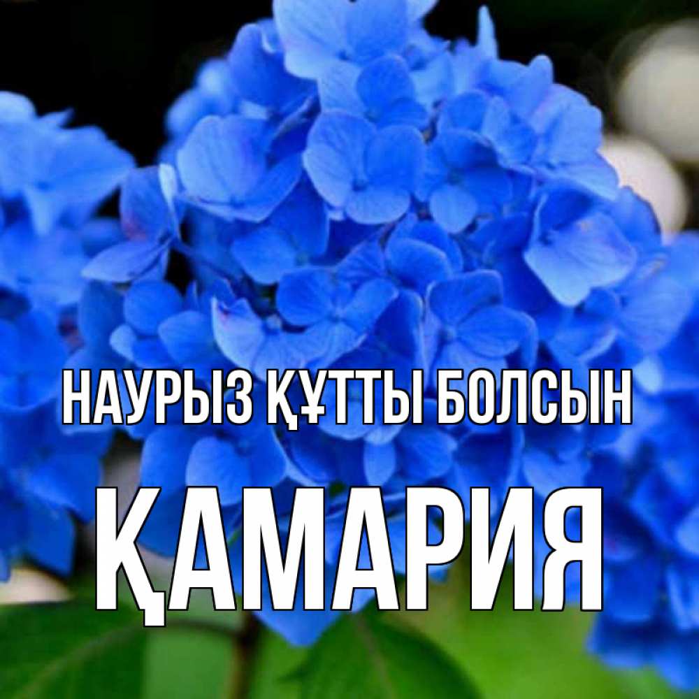 Күн сайын ашық хат с именем, ҚАМАРИЯ Наурыз құтты болсын синие цветы Онлайн тегін жүктеп алу тілектері бар керемет карта 