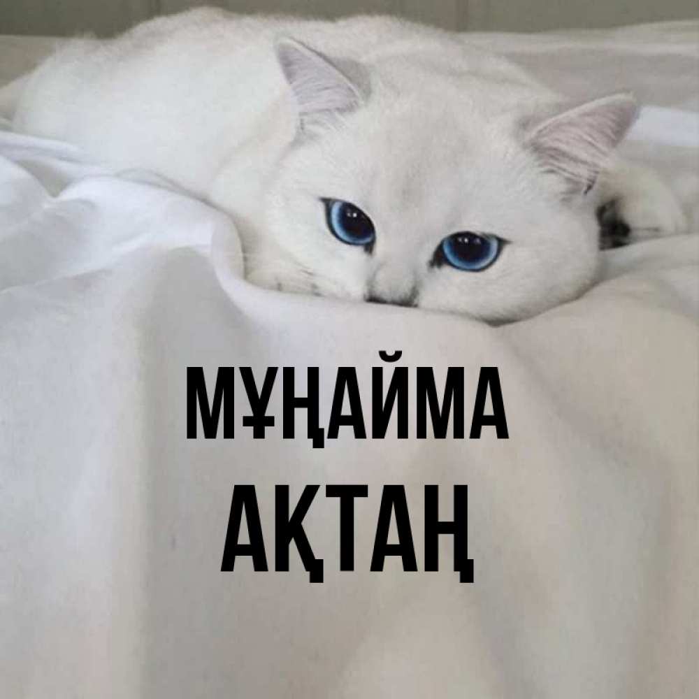 Күн сайын ашық хат с именем, Ақтаң Мұңайма Голубоглазая кошка Онлайн тегін жүктеп алу тілектері бар керемет карта 