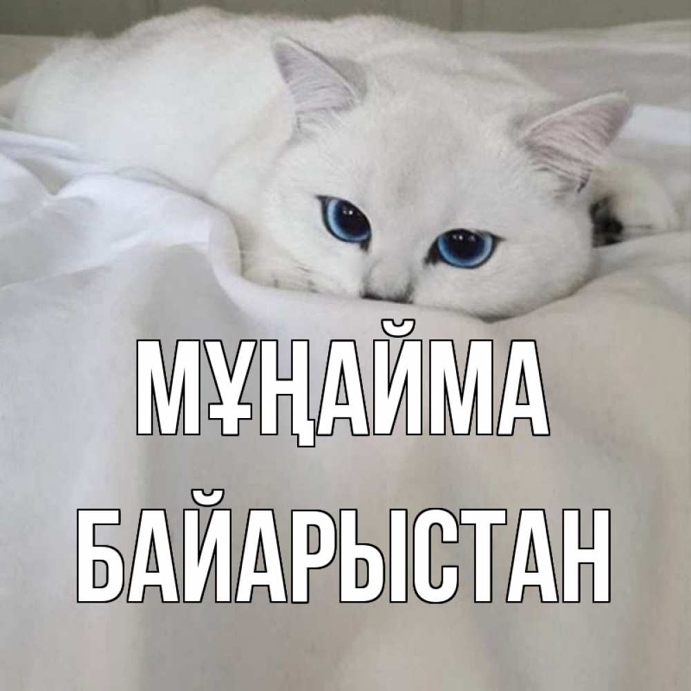 Күн сайын ашық хат с именем, Байарыстан Мұңайма белый кот с голубыми глазами на белоснежной кровати Онлайн тегін жүктеп алу тілектері бар керемет карта 