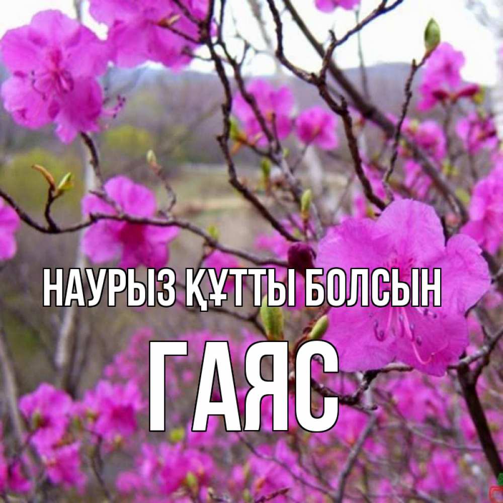 Күн сайын ашық хат с именем, Гаяс Наурыз құтты болсын наурыз мейрамы кутты болсын Онлайн тегін жүктеп алу тілектері бар керемет карта 