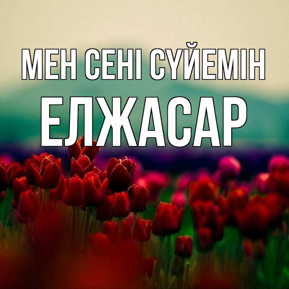 Күн сайын ашық хат с именем, Елжасар Мен сені сүйемін тюльпаны 4 Онлайн тегін жүктеп алу тілектері бар керемет карта 