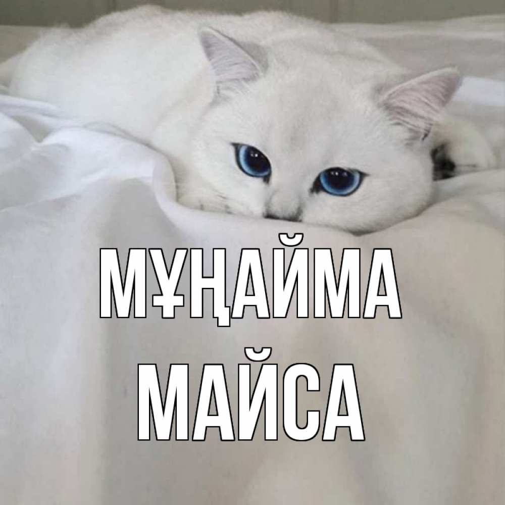 Күн сайын ашық хат с именем, МАЙСА Мұңайма белый кот с голубыми глазами на белоснежной кровати Онлайн тегін жүктеп алу тілектері бар керемет карта 