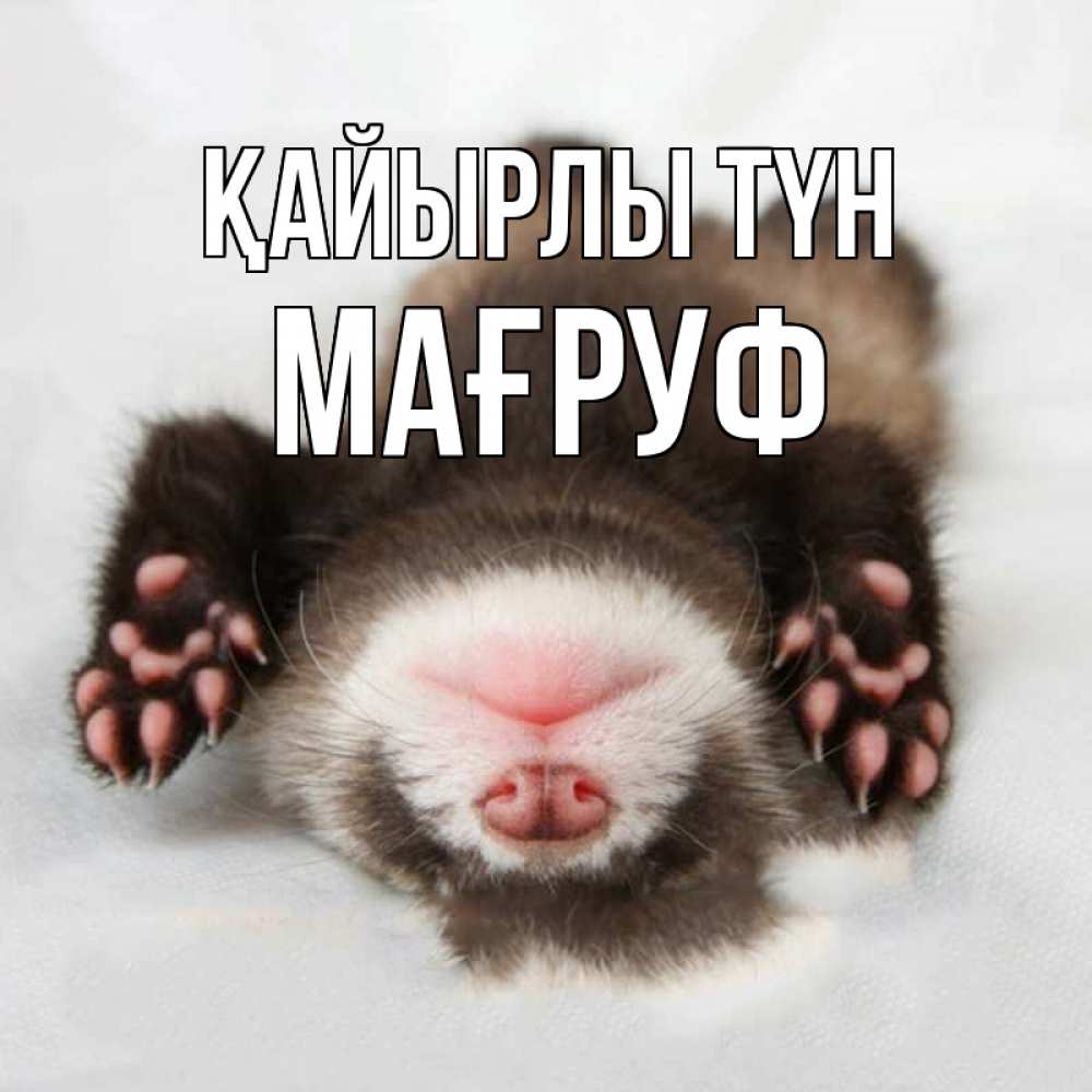 Күн сайын ашық хат с именем, МАҒРУФ Қайырлы түн зверек Онлайн тегін жүктеп алу тілектері бар керемет карта 