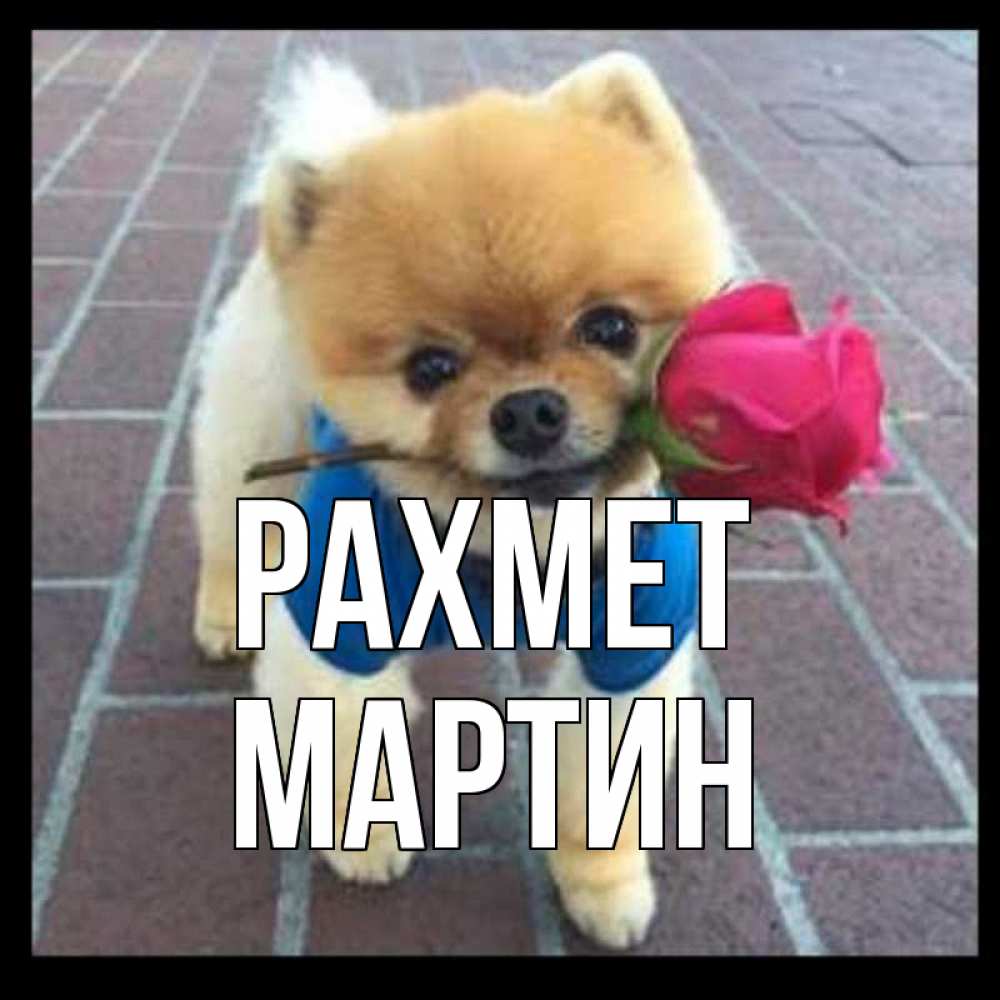 Күн сайын ашық хат с именем, Мартин рахмет спасибо и дарю тебе цветок Онлайн тегін жүктеп алу тілектері бар керемет карта 