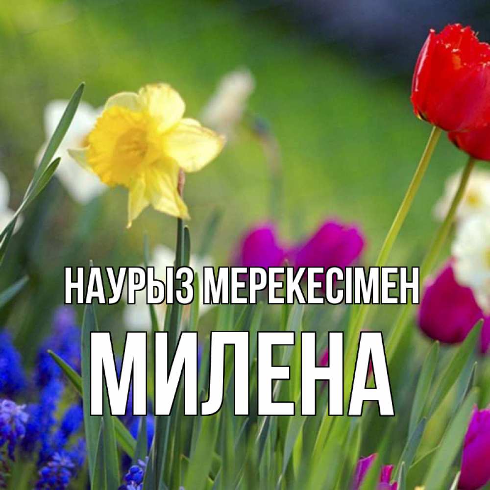 Күн сайын ашық хат с именем, Милена Наурыз мерекесімен праздник весны наурыз 3 Онлайн тегін жүктеп алу тілектері бар керемет карта 