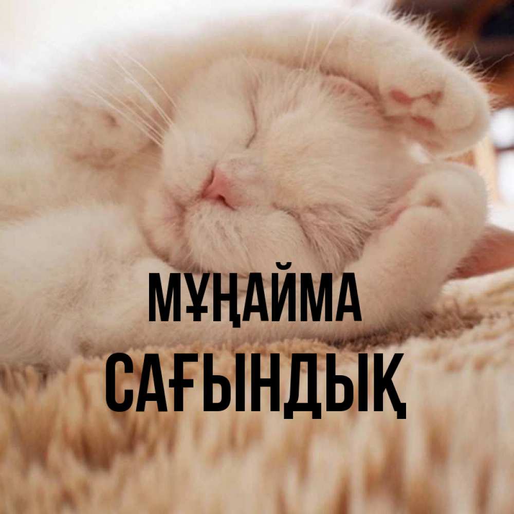 Күн сайын ашық хат с именем, САҒЫНДЫҚ Мұңайма Котенок спит Онлайн тегін жүктеп алу тілектері бар керемет карта 