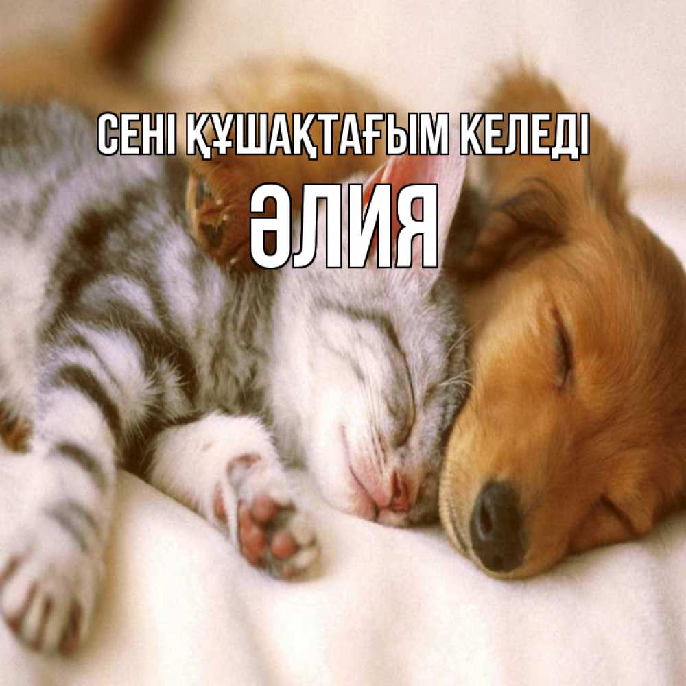 Күн сайын ашық хат с именем, ӘЛИЯ сені құшақтағым келеді пес и котенок Онлайн тегін жүктеп алу тілектері бар керемет карта 