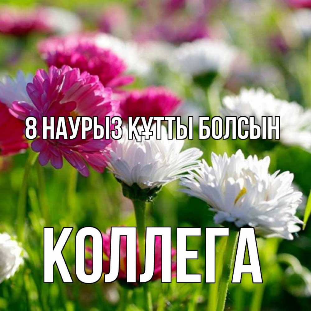 Күн сайын ашық хат с именем, Коллега 8 наурыз құтты болсын международный женский день 1 Онлайн тегін жүктеп алу тілектері бар керемет карта 
