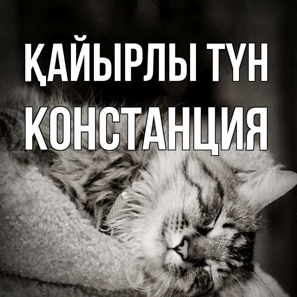 Күн сайын ашық хат с именем, Констанция Қайырлы түн котярик пушистый Онлайн тегін жүктеп алу тілектері бар керемет карта 