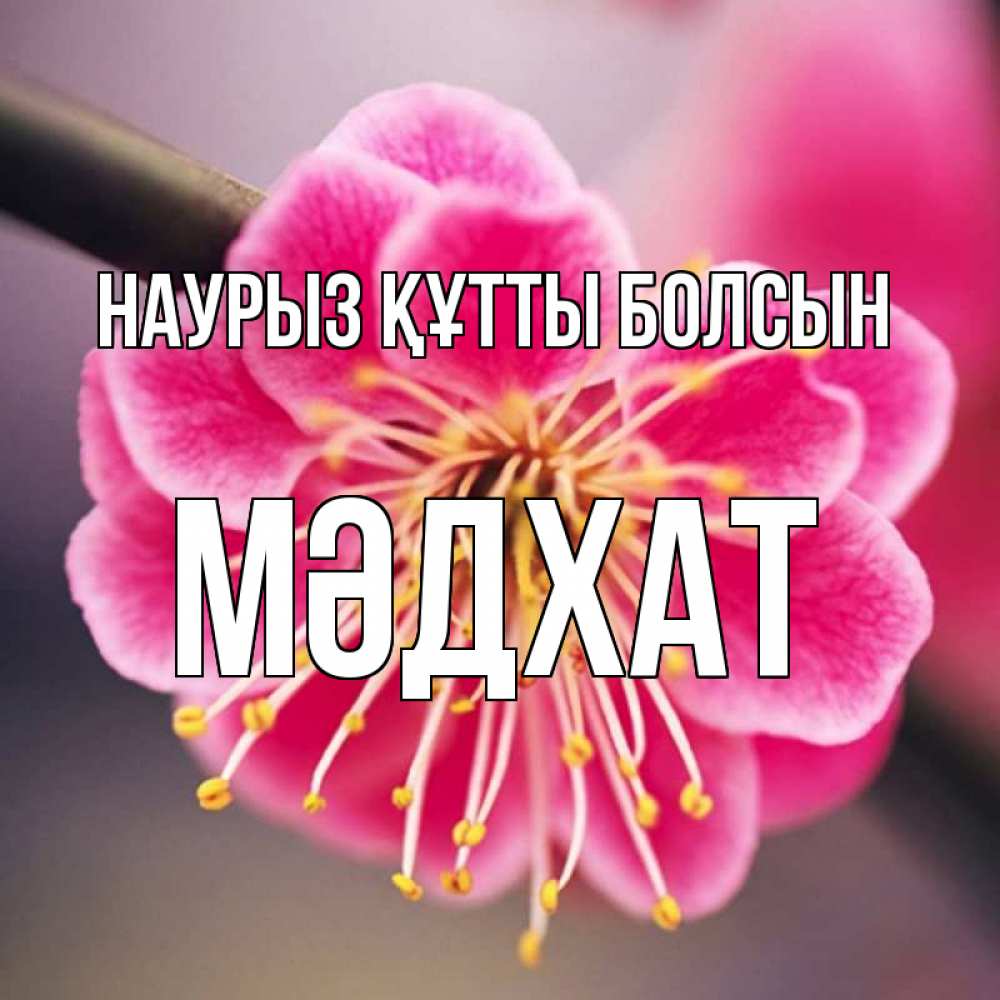Күн сайын ашық хат с именем, МӘДХАТ Наурыз құтты болсын цветы Онлайн тегін жүктеп алу тілектері бар керемет карта 