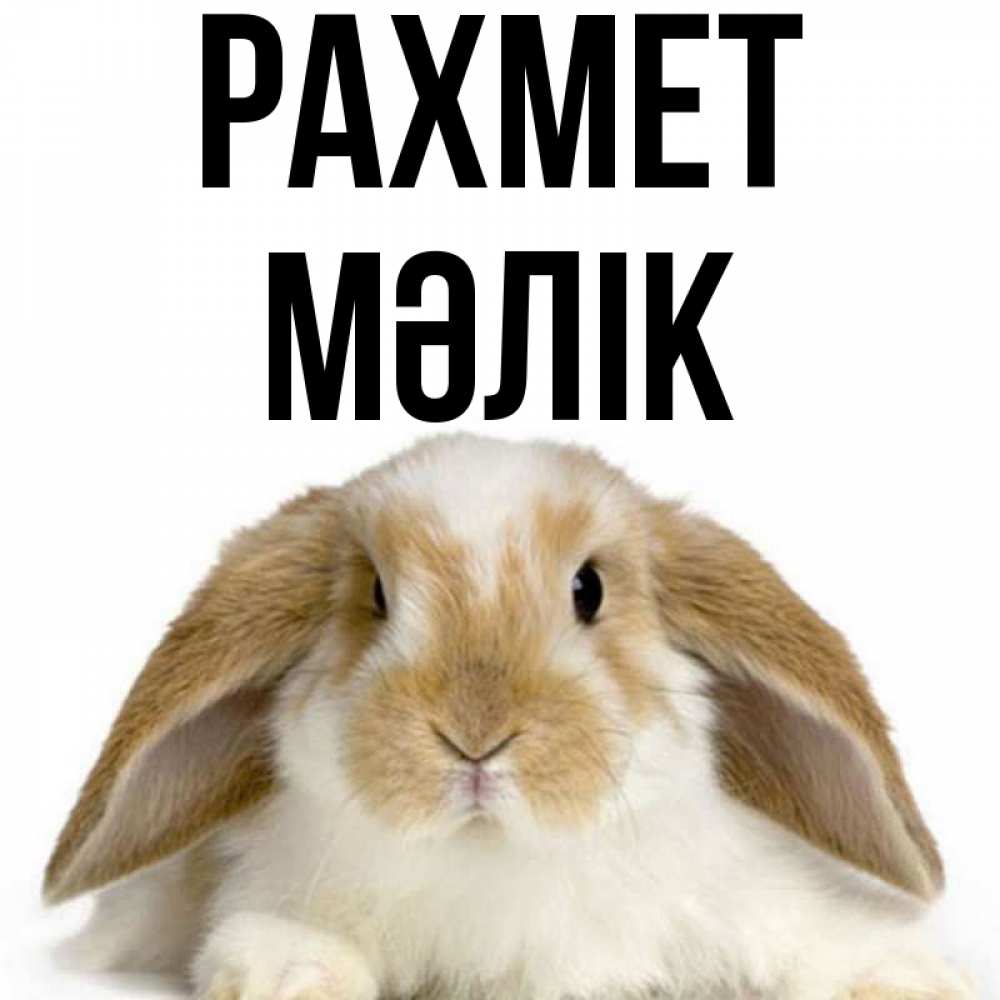 Күн сайын ашық хат с именем, МӘЛІК рахмет коричнево белый заяц Онлайн тегін жүктеп алу тілектері бар керемет карта 