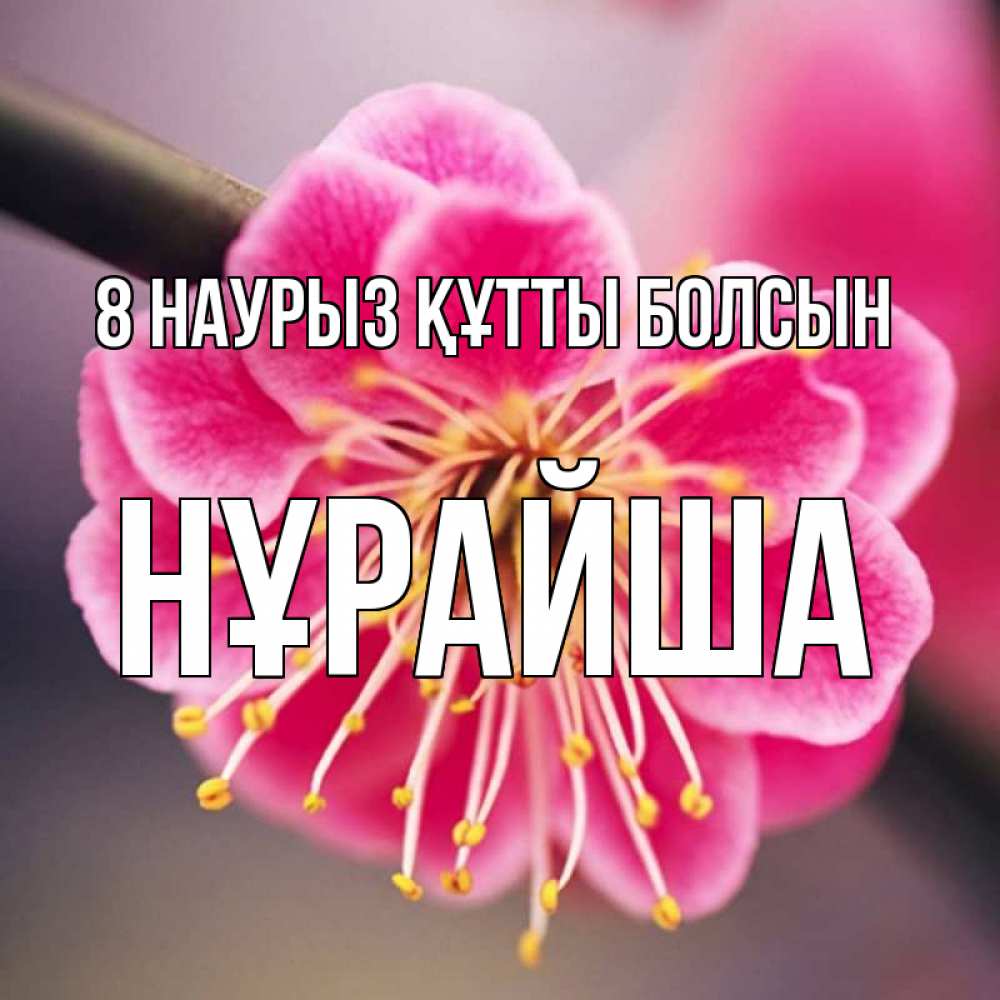 Күн сайын ашық хат с именем, НҰРАЙША 8 наурыз құтты болсын цветы Онлайн тегін жүктеп алу тілектері бар керемет карта 