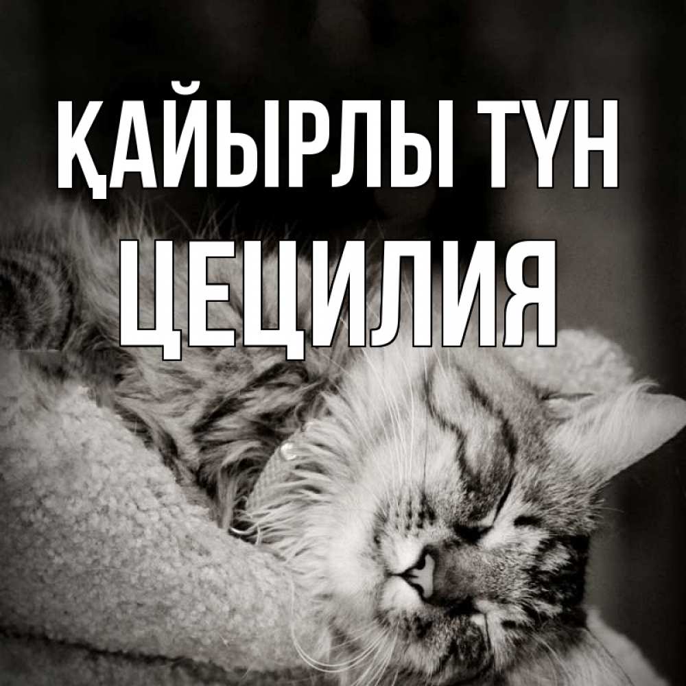Күн сайын ашық хат с именем, Цецилия Қайырлы түн котярик пушистый Онлайн тегін жүктеп алу тілектері бар керемет карта 