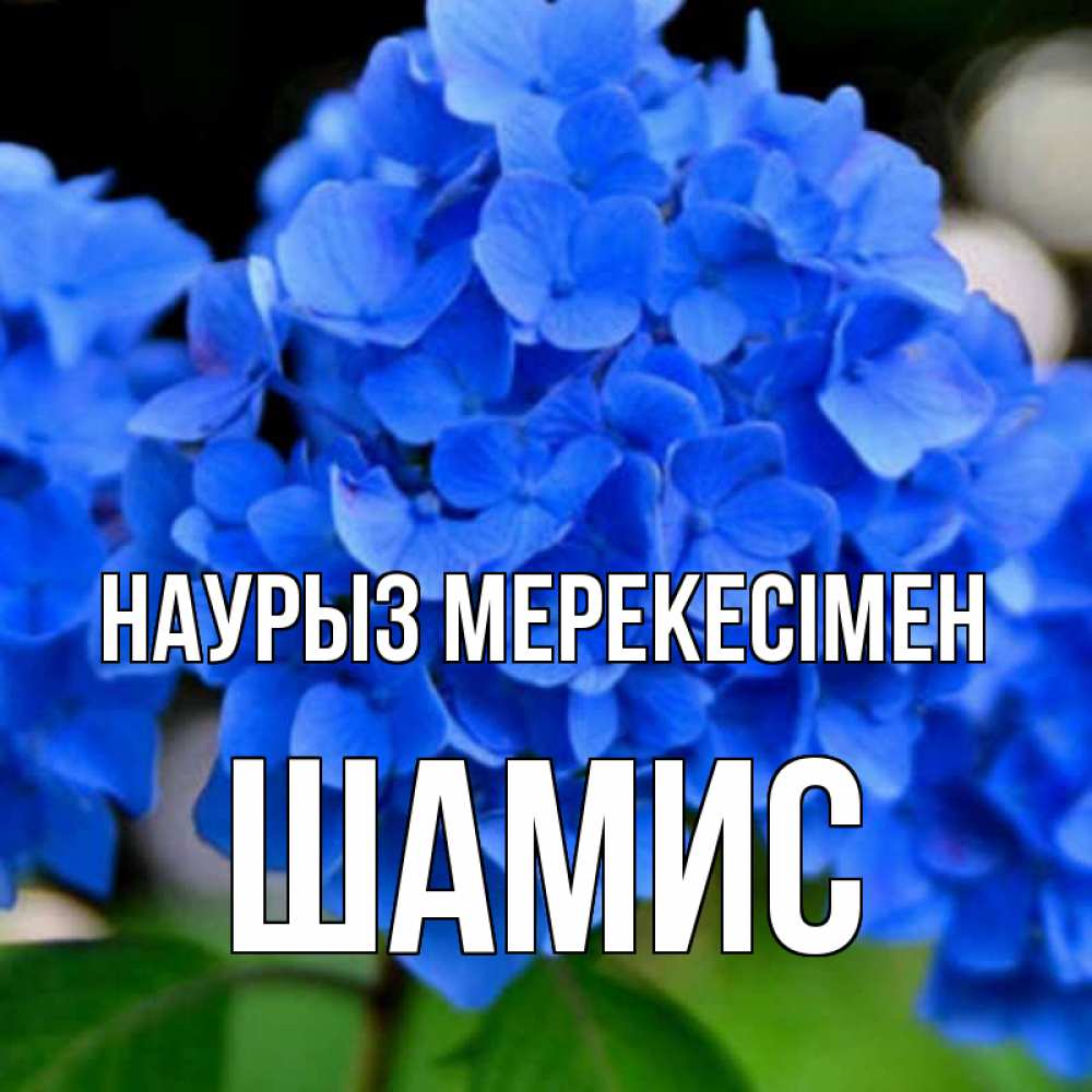 Күн сайын ашық хат с именем, ШАМИС Наурыз мерекесімен синие цветы Онлайн тегін жүктеп алу тілектері бар керемет карта 