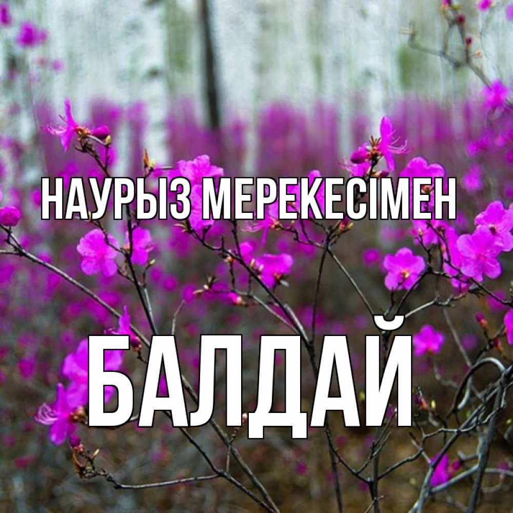 Күн сайын ашық хат с именем, БАЛДАЙ Наурыз мерекесімен дикие цветы Онлайн тегін жүктеп алу тілектері бар керемет карта 