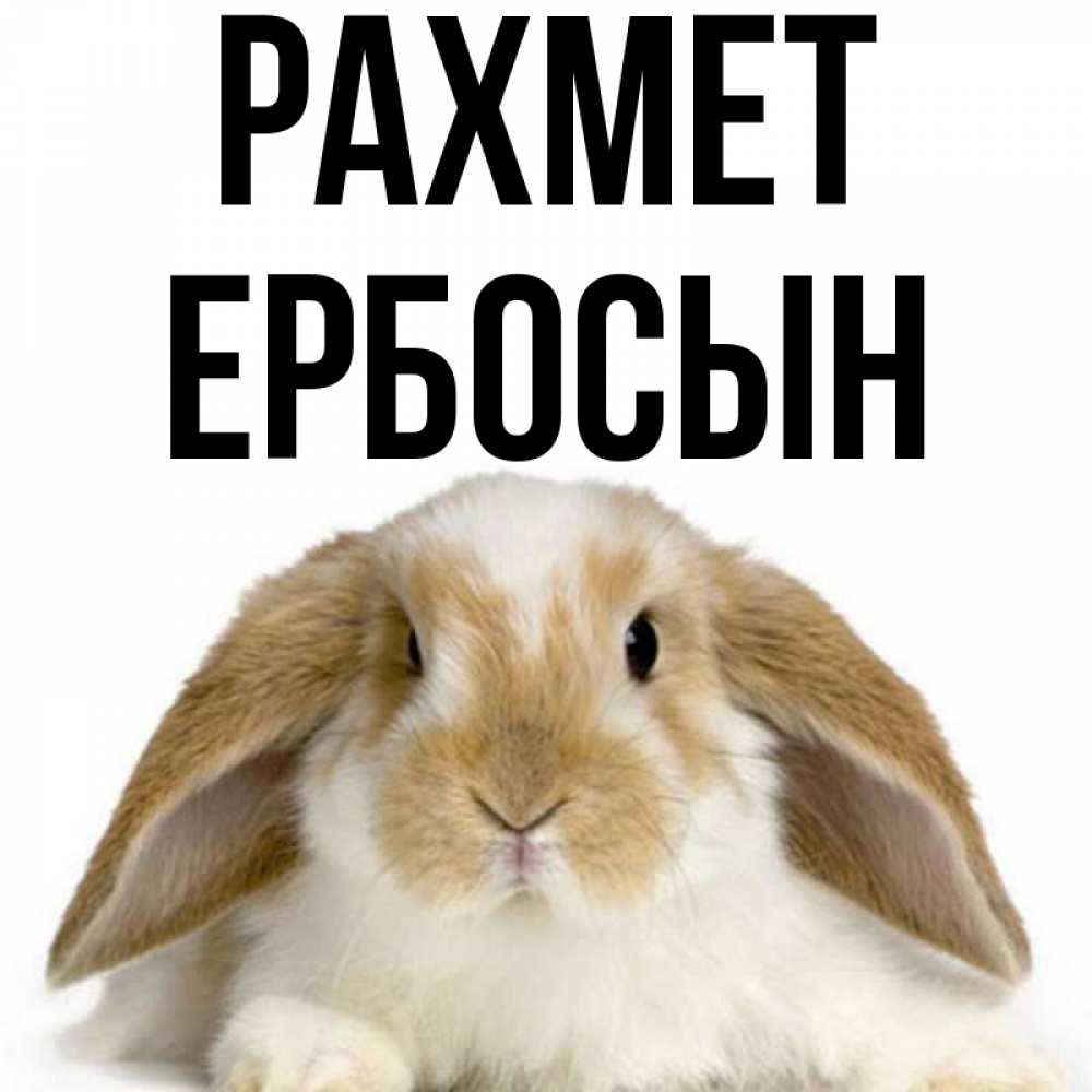 Күн сайын ашық хат с именем, Ербосын рахмет коричнево белый заяц Онлайн тегін жүктеп алу тілектері бар керемет карта 