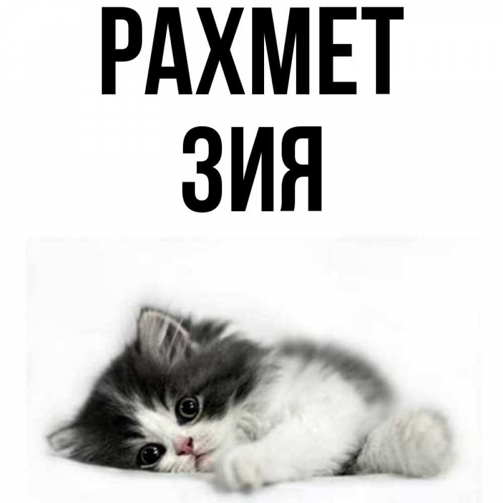 Күн сайын ашық хат с именем, ЗИЯ рахмет черный и белый кот Онлайн тегін жүктеп алу тілектері бар керемет карта 