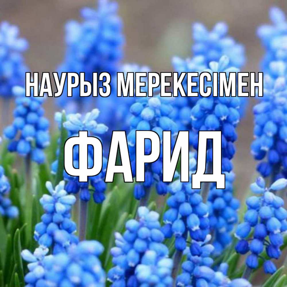 Күн сайын ашық хат с именем, ФАРИД Наурыз мерекесімен Поздравительная открытка для женщин с цветами на праздничную дату Онлайн тегін жүктеп алу тілектері бар керемет карта 