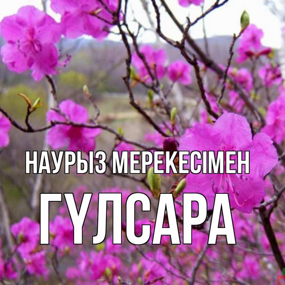 Күн сайын ашық хат с именем, ГҮЛСАРА Наурыз мерекесімен праздник весны наурыз Онлайн тегін жүктеп алу тілектері бар керемет карта 