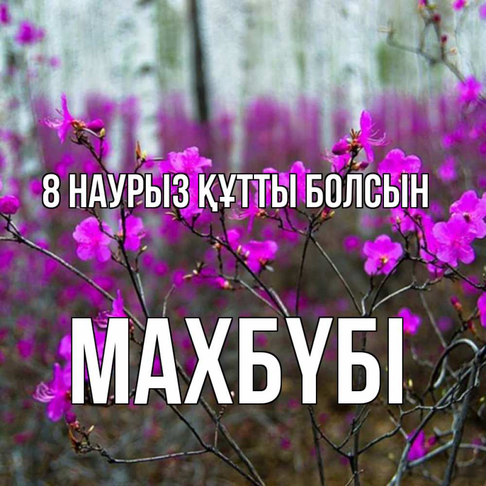 Күн сайын ашық хат с именем, МАХБҮБІ 8 наурыз құтты болсын дикие цветы Онлайн тегін жүктеп алу тілектері бар керемет карта 