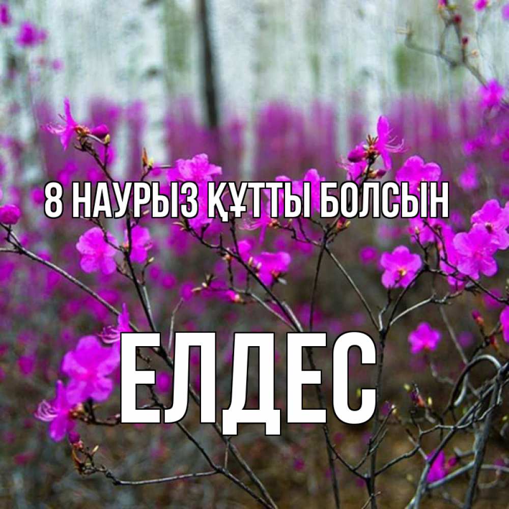 Күн сайын ашық хат с именем, Елдес 8 наурыз құтты болсын дикие цветы Онлайн тегін жүктеп алу тілектері бар керемет карта 