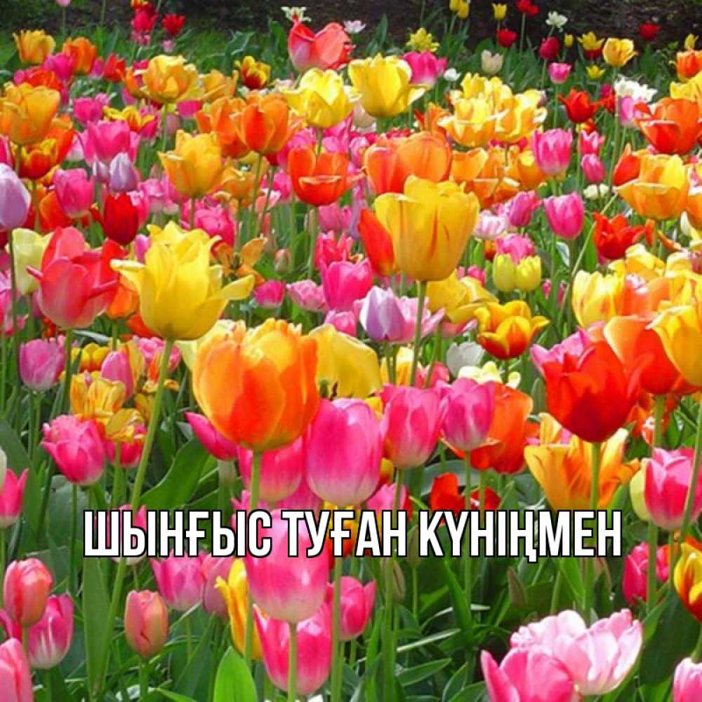 Картинка  с именем , ШЫНҒЫС! ТУҒАН КҮНІҢМЕН!