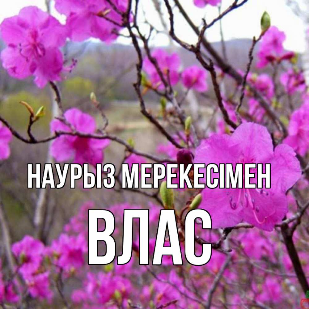 Күн сайын ашық хат с именем, Влас Наурыз мерекесімен праздник весны наурыз Онлайн тегін жүктеп алу тілектері бар керемет карта 