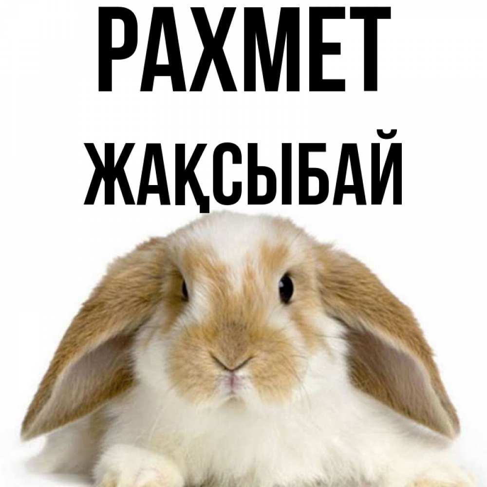 Күн сайын ашық хат с именем, Жақсыбай рахмет коричнево белый заяц Онлайн тегін жүктеп алу тілектері бар керемет карта 