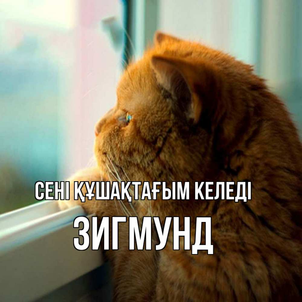 Күн сайын ашық хат с именем, Зигмунд сені құшақтағым келеді большой огромный рыжий котяра Онлайн тегін жүктеп алу тілектері бар керемет карта 