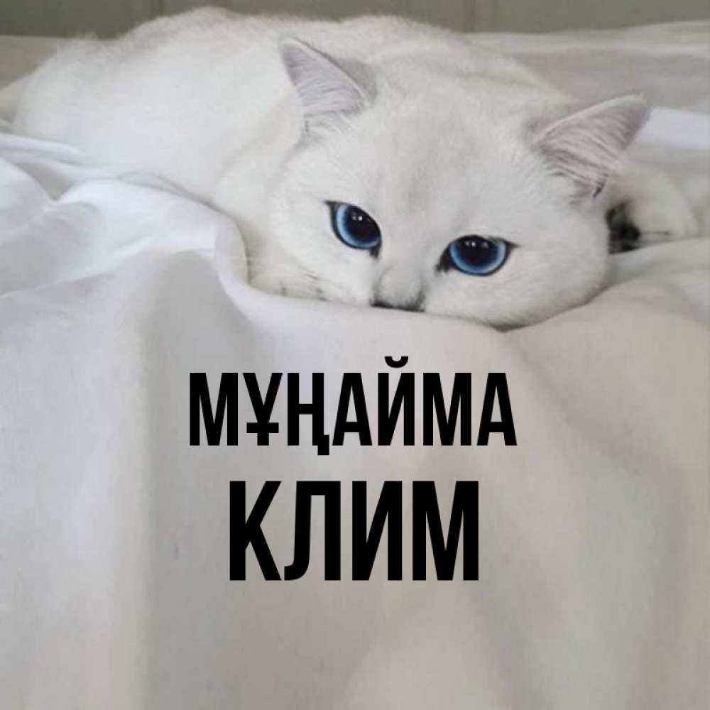 Күн сайын ашық хат с именем, Клим Мұңайма Голубоглазая кошка Онлайн тегін жүктеп алу тілектері бар керемет карта 