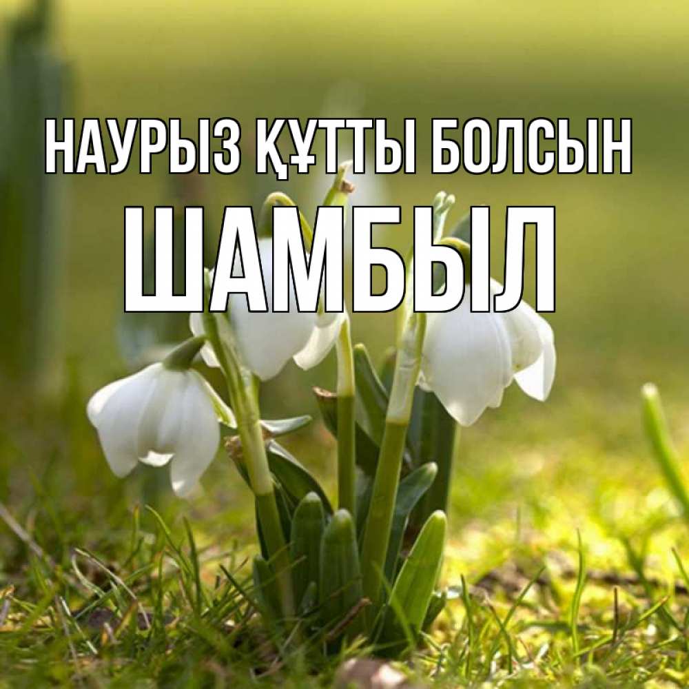 Күн сайын ашық хат с именем, ШАМБЫЛ Наурыз құтты болсын ранние цветы 2 Онлайн тегін жүктеп алу тілектері бар керемет карта 