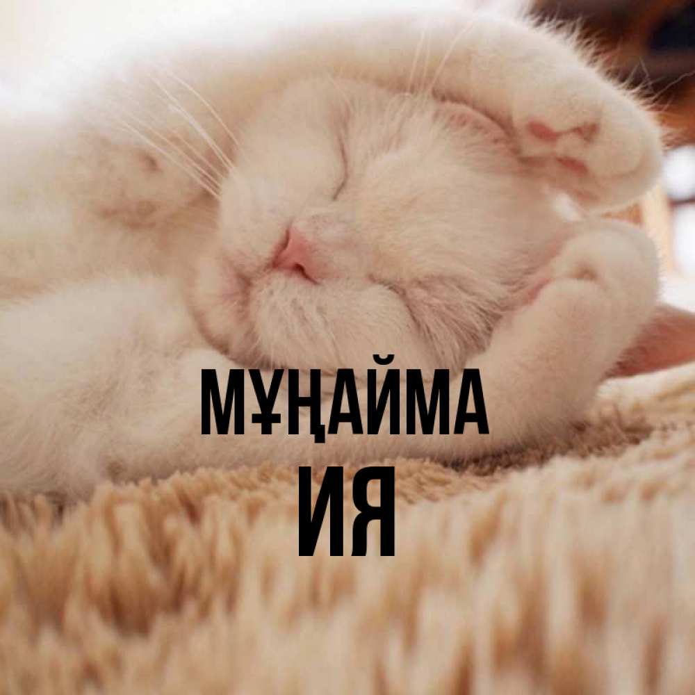 Күн сайын ашық хат с именем, Ия Мұңайма Котенок спит Онлайн тегін жүктеп алу тілектері бар керемет карта 