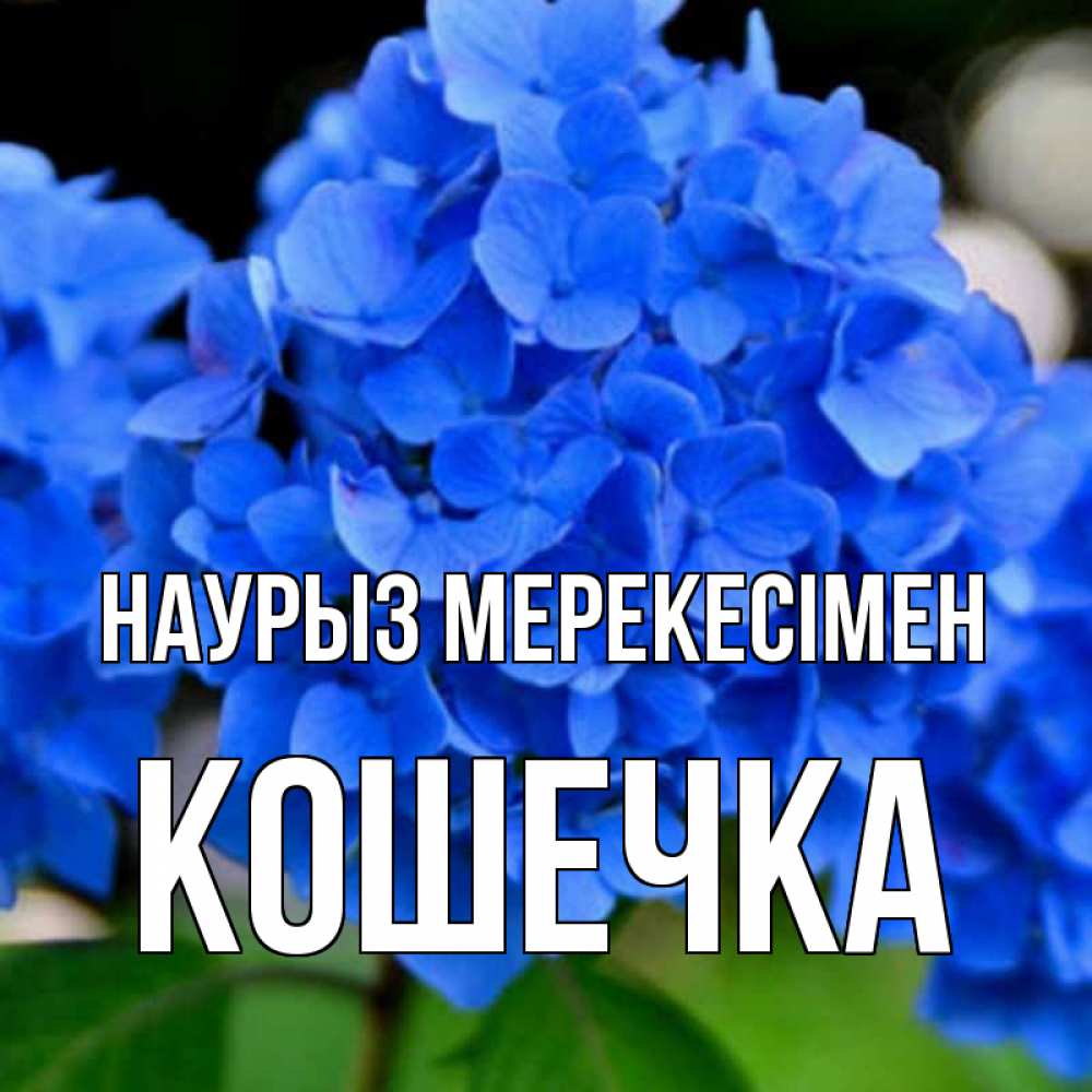 Күн сайын ашық хат с именем, Кошечка Наурыз мерекесімен синие цветы Онлайн тегін жүктеп алу тілектері бар керемет карта 