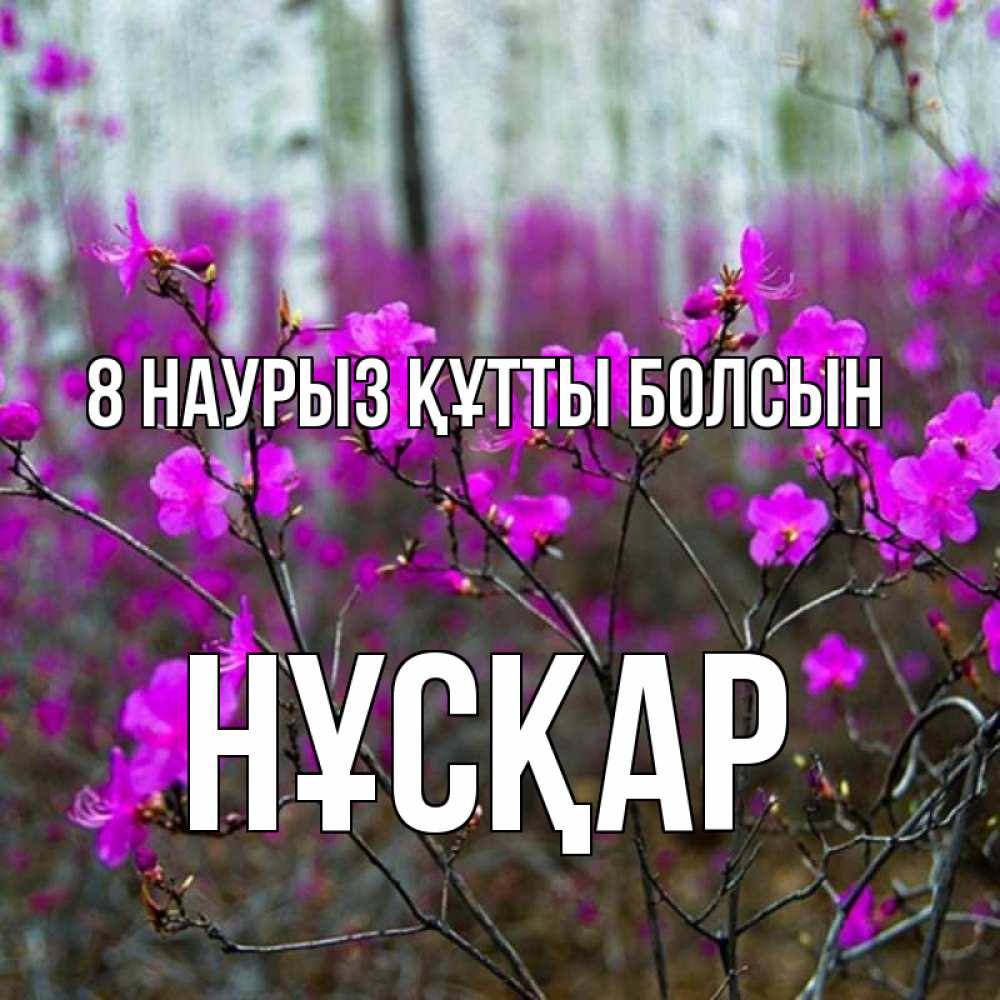 Күн сайын ашық хат с именем, НҰСҚАР 8 наурыз құтты болсын дикие цветы Онлайн тегін жүктеп алу тілектері бар керемет карта 
