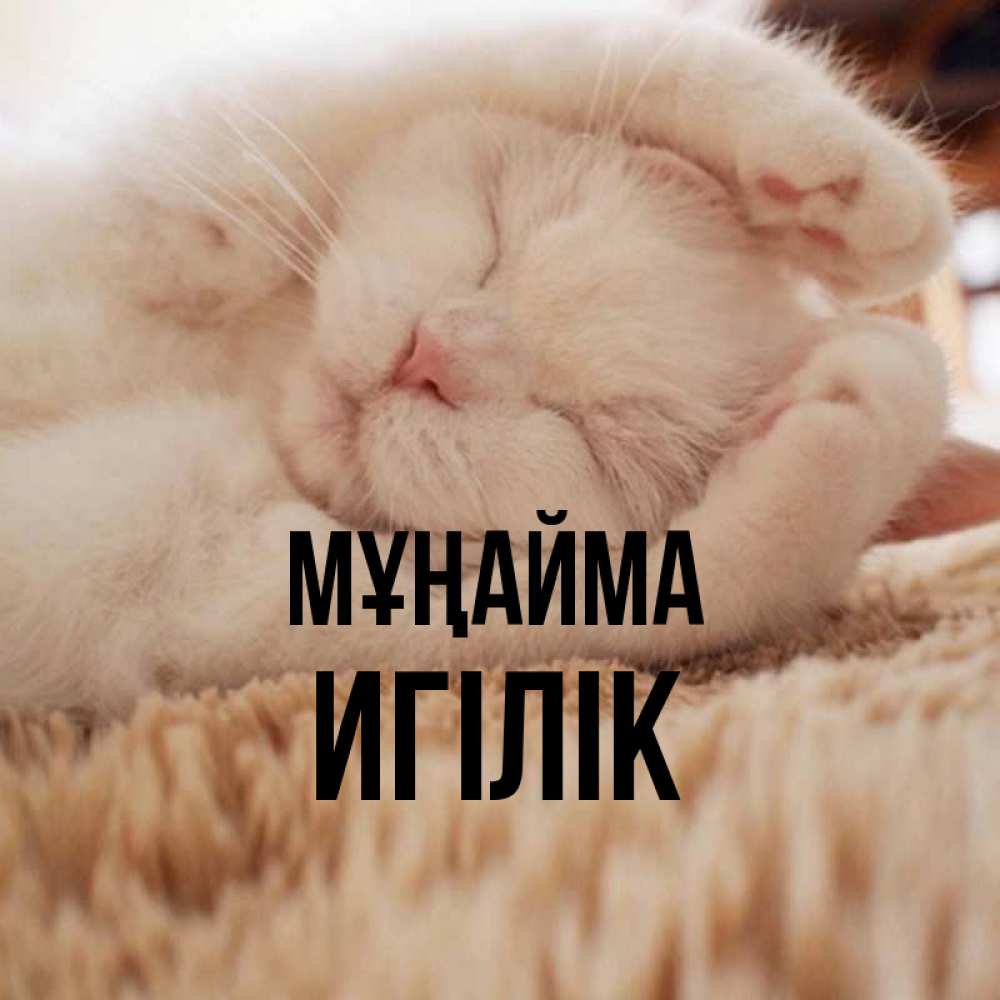Күн сайын ашық хат с именем, Игілік Мұңайма Котенок спит Онлайн тегін жүктеп алу тілектері бар керемет карта 
