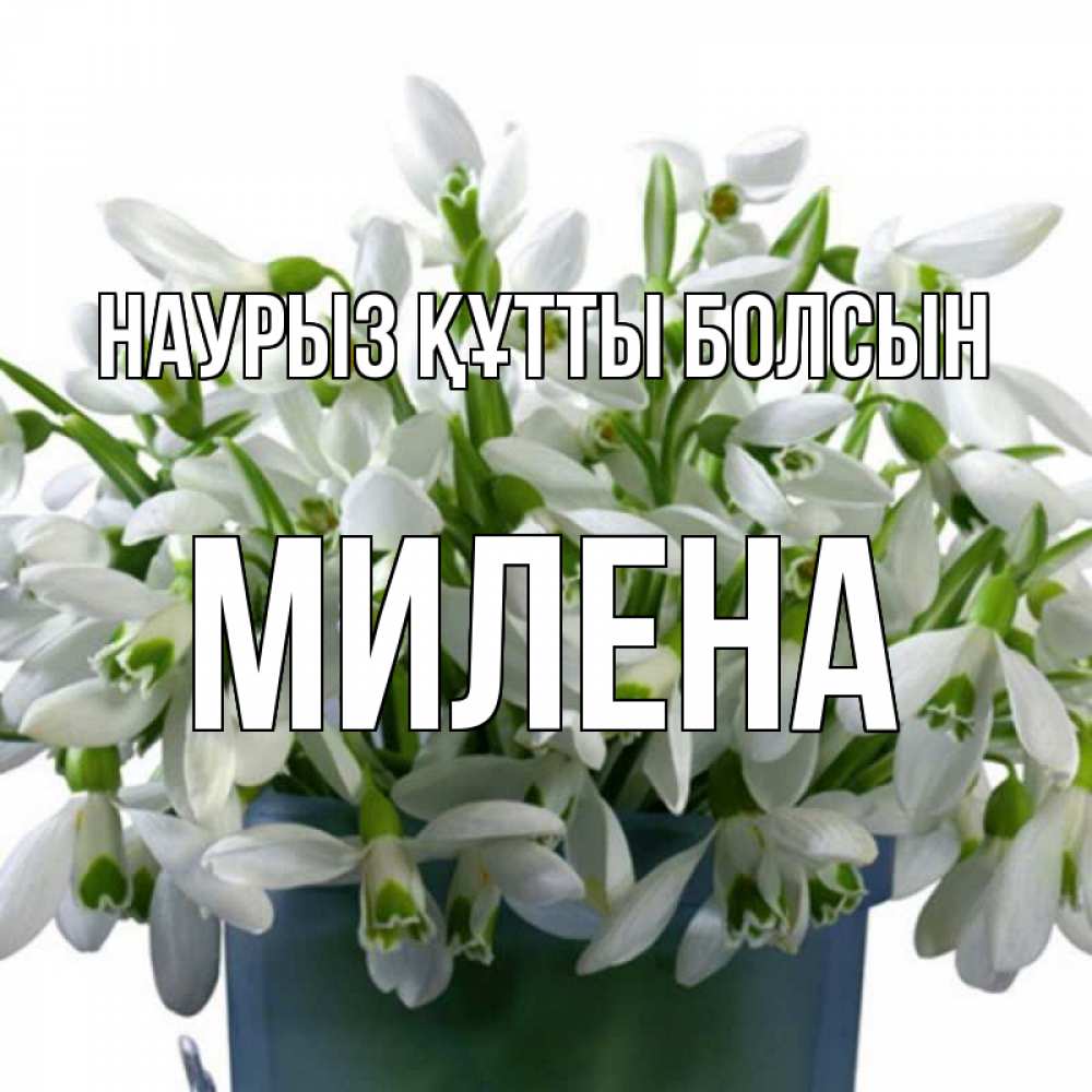Күн сайын ашық хат с именем, Милена Наурыз құтты болсын цветы к наурызу Онлайн тегін жүктеп алу тілектері бар керемет карта 