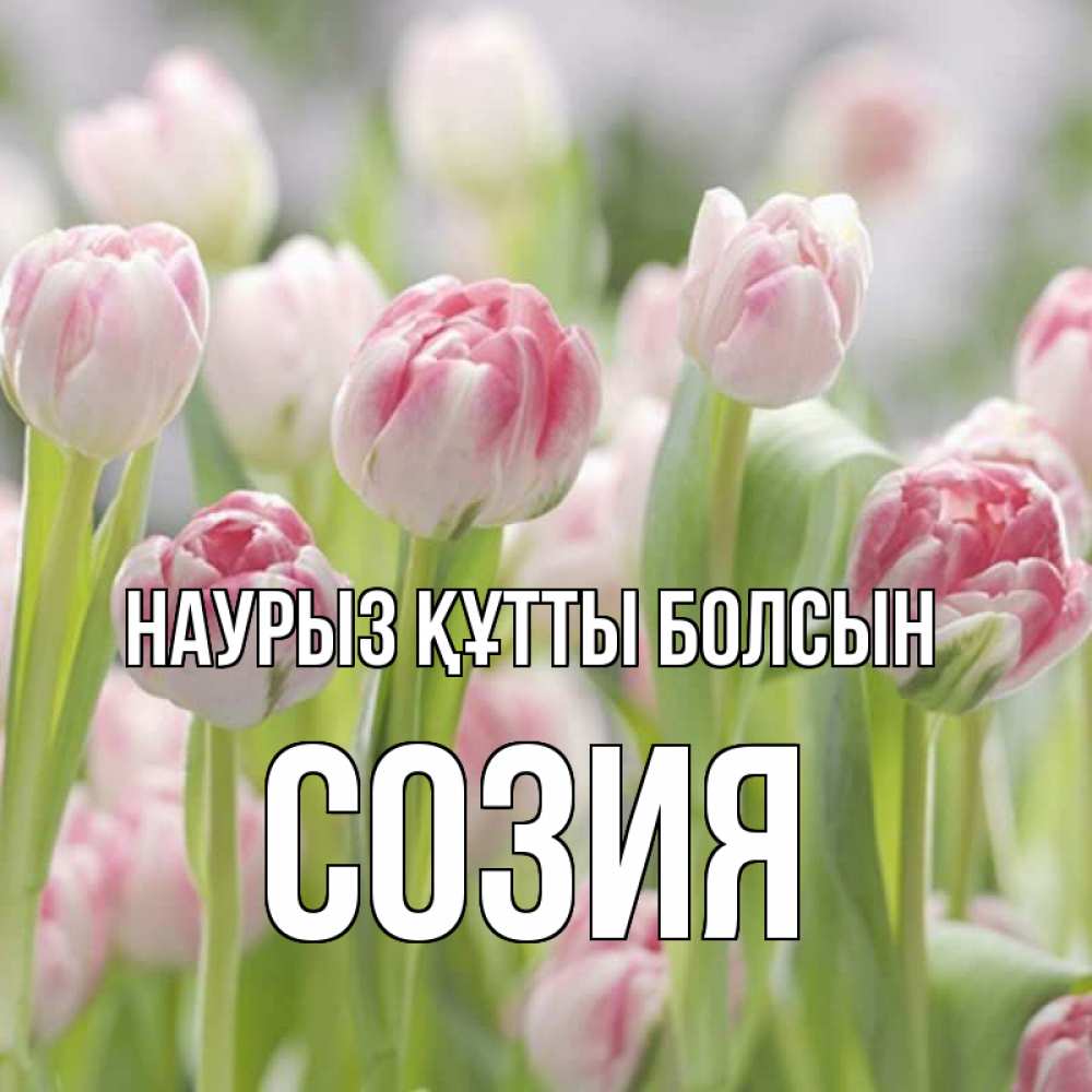 Күн сайын ашық хат с именем, Созия Наурыз құтты болсын цветы Онлайн тегін жүктеп алу тілектері бар керемет карта 