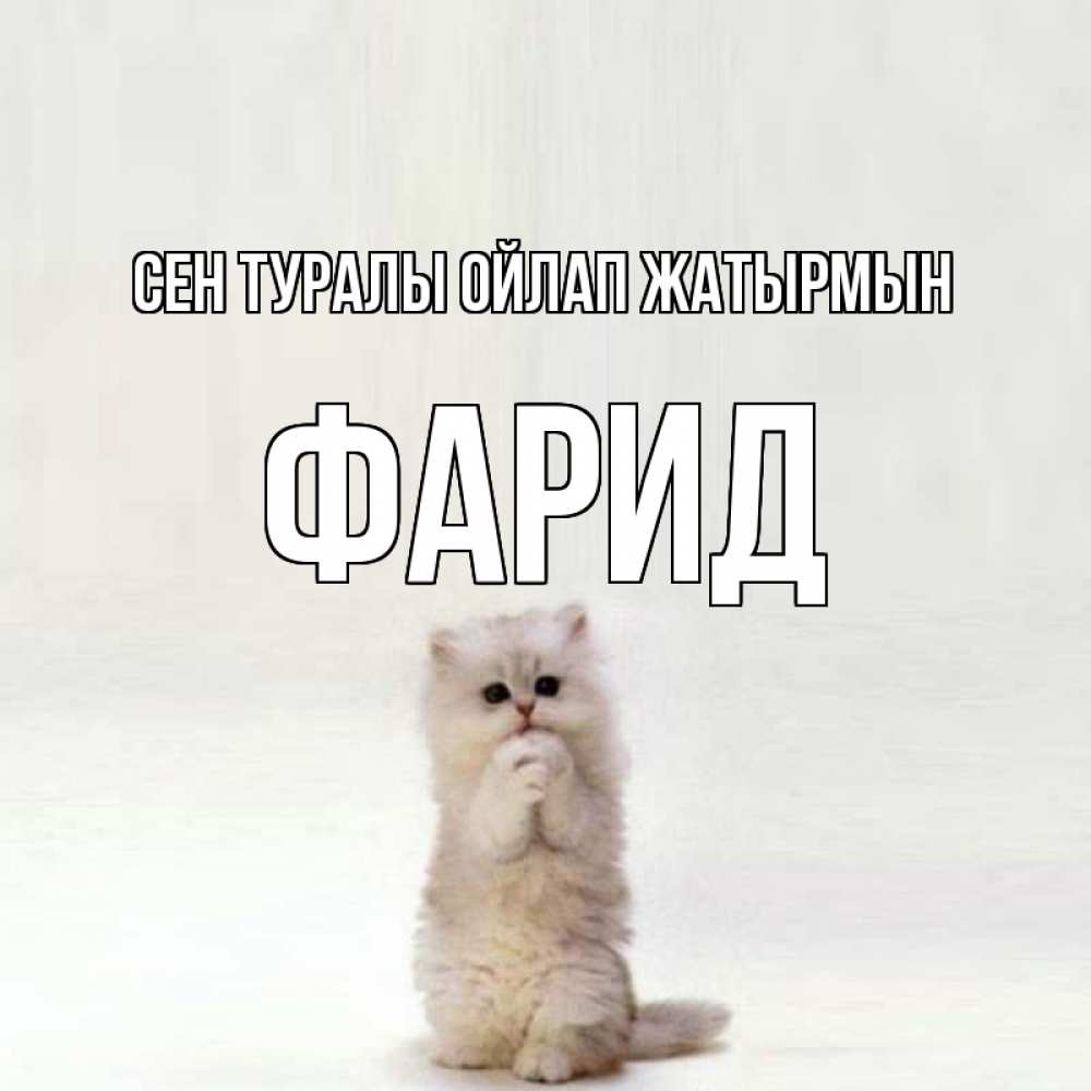 Күн сайын ашық хат с именем, ФАРИД Сен туралы ойлап жатырмын кот стоит на задних лапах Онлайн тегін жүктеп алу тілектері бар керемет карта 