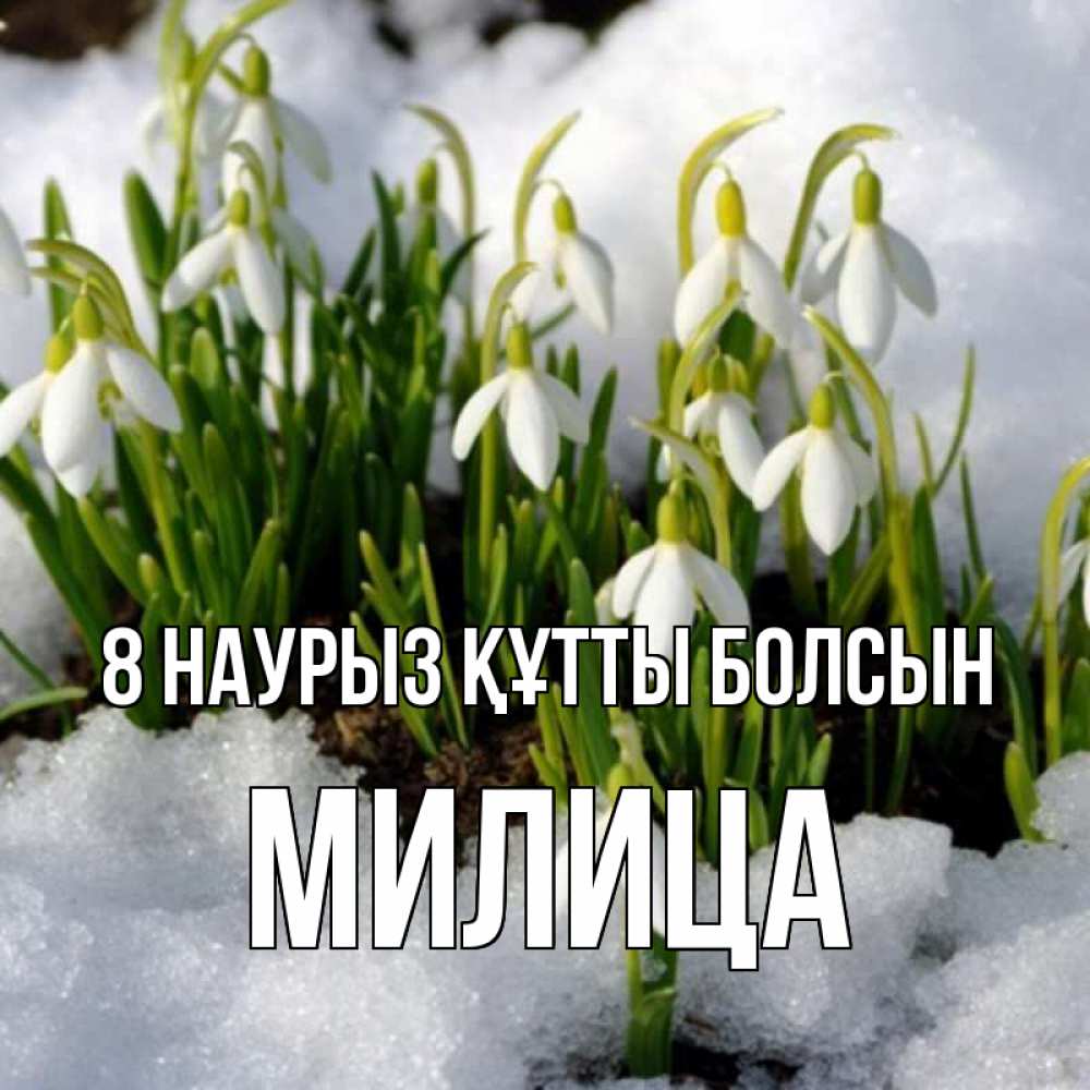 Күн сайын ашық хат с именем, Милица 8 наурыз құтты болсын цветы весенние Онлайн тегін жүктеп алу тілектері бар керемет карта 
