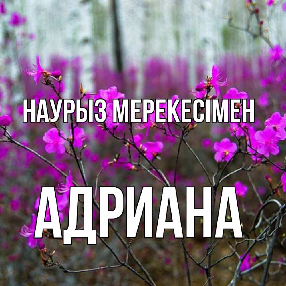 Күн сайын ашық хат с именем, Адриана Наурыз мерекесімен дикие цветы Онлайн тегін жүктеп алу тілектері бар керемет карта 