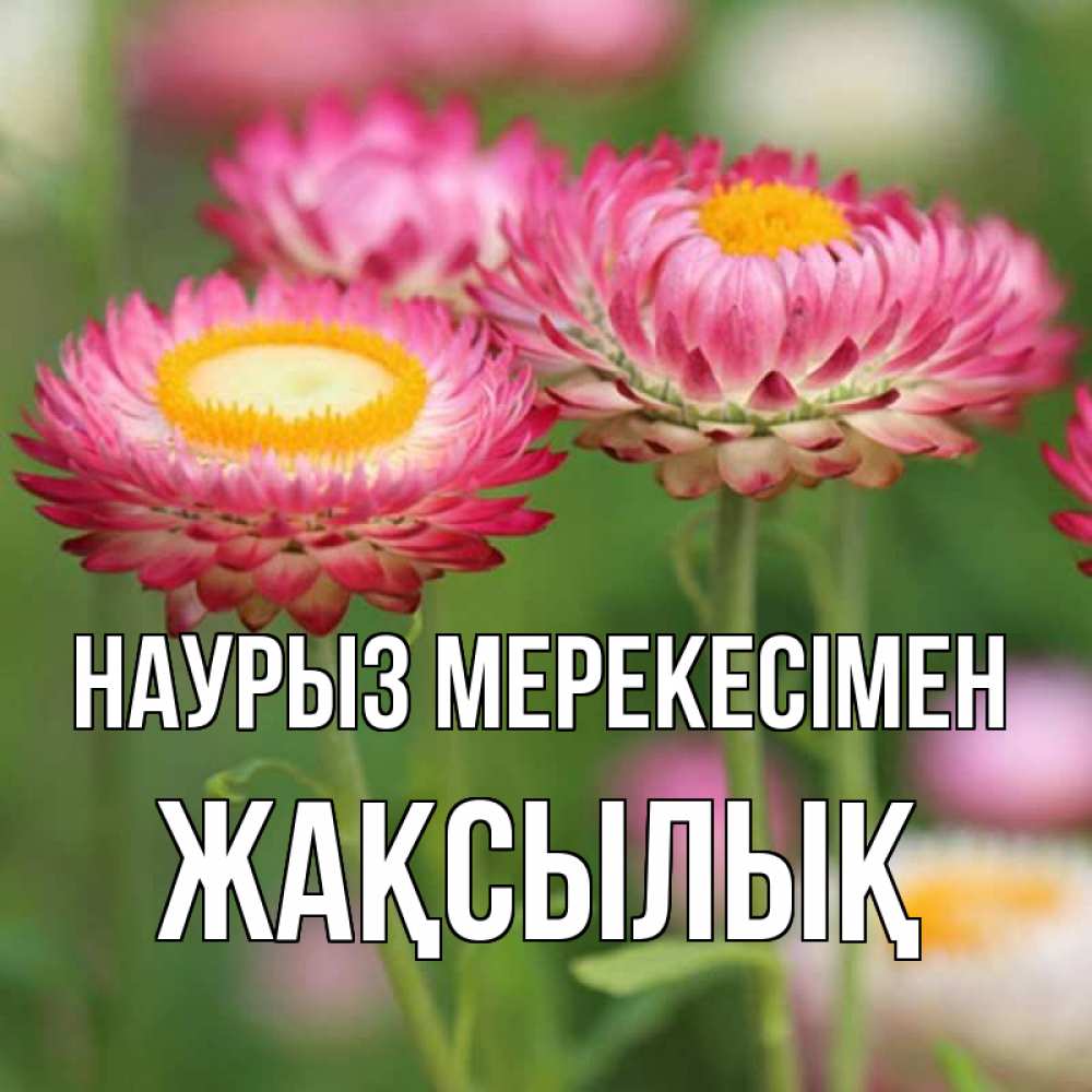 Күн сайын ашық хат с именем, Жақсылық Наурыз мерекесімен подарок на международный женский день Онлайн тегін жүктеп алу тілектері бар керемет карта 