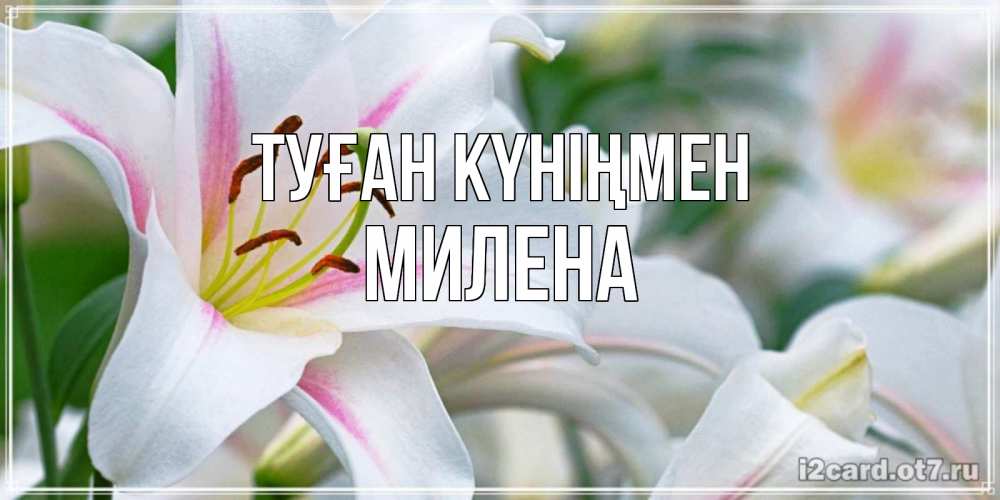 Күн сайын ашық хат с именем, Милена Туған күніңмен открытка с белой лилией Онлайн тегін жүктеп алу тілектері бар керемет карта 