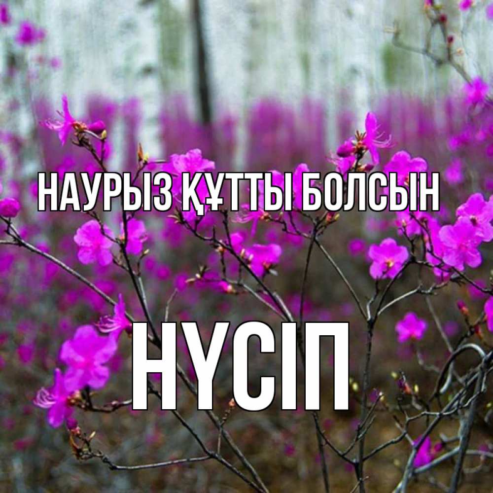 Күн сайын ашық хат с именем, НҮСІП Наурыз құтты болсын дикие цветы Онлайн тегін жүктеп алу тілектері бар керемет карта 