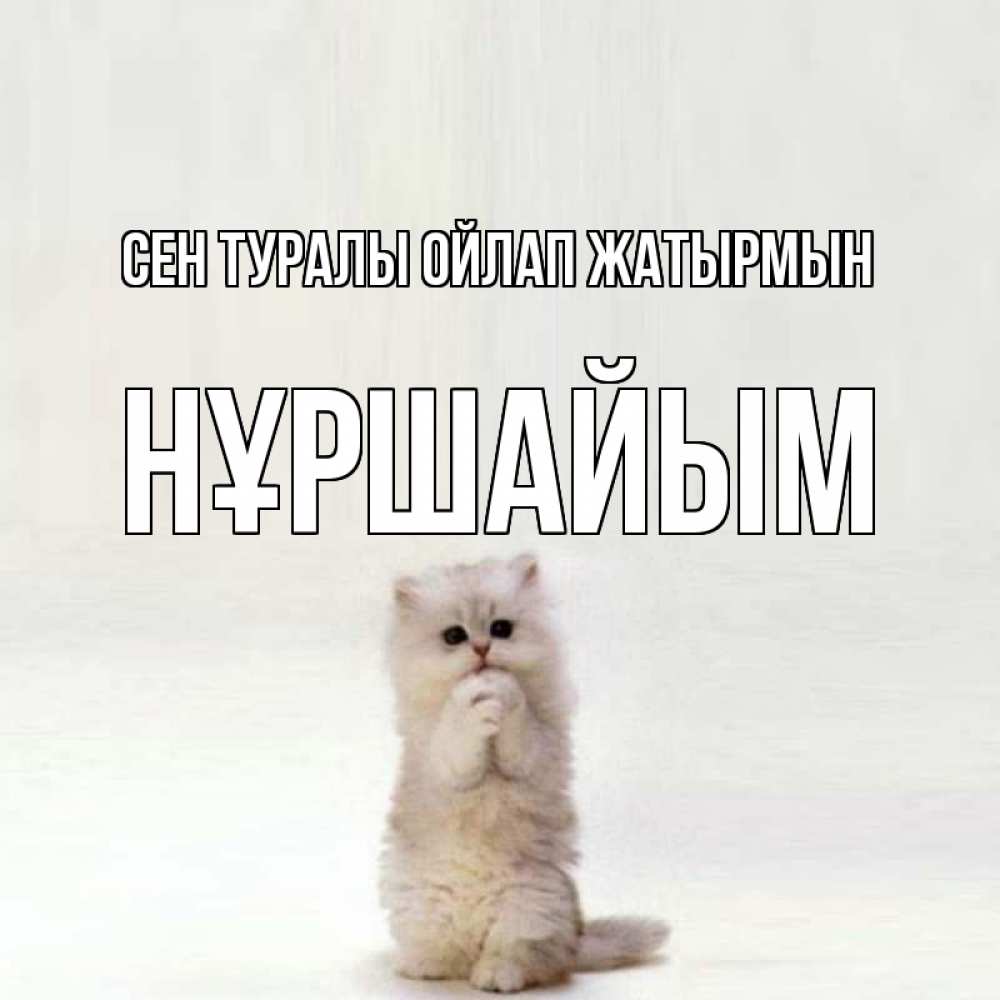 Күн сайын ашық хат с именем, НҰРШАЙЫМ Сен туралы ойлап жатырмын кот стоит на задних лапах Онлайн тегін жүктеп алу тілектері бар керемет карта 