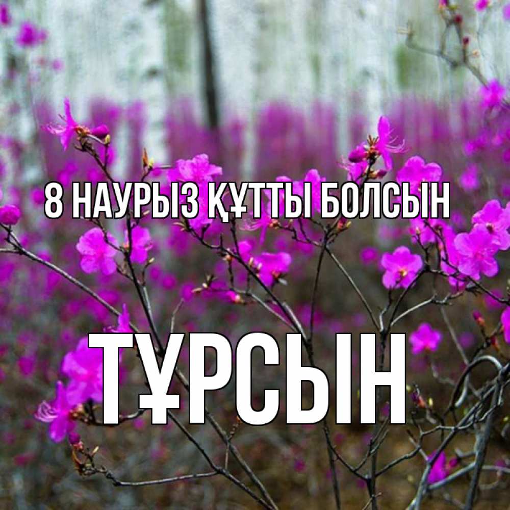 Күн сайын ашық хат с именем, ТҰРСЫН 8 наурыз құтты болсын дикие цветы Онлайн тегін жүктеп алу тілектері бар керемет карта 