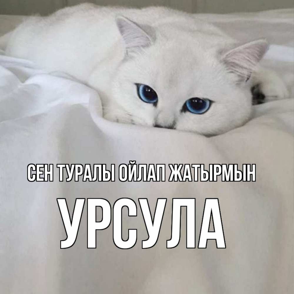 Күн сайын ашық хат с именем, Урсула Сен туралы ойлап жатырмын я очень по тебе скучаю и тоскую Онлайн тегін жүктеп алу тілектері бар керемет карта 