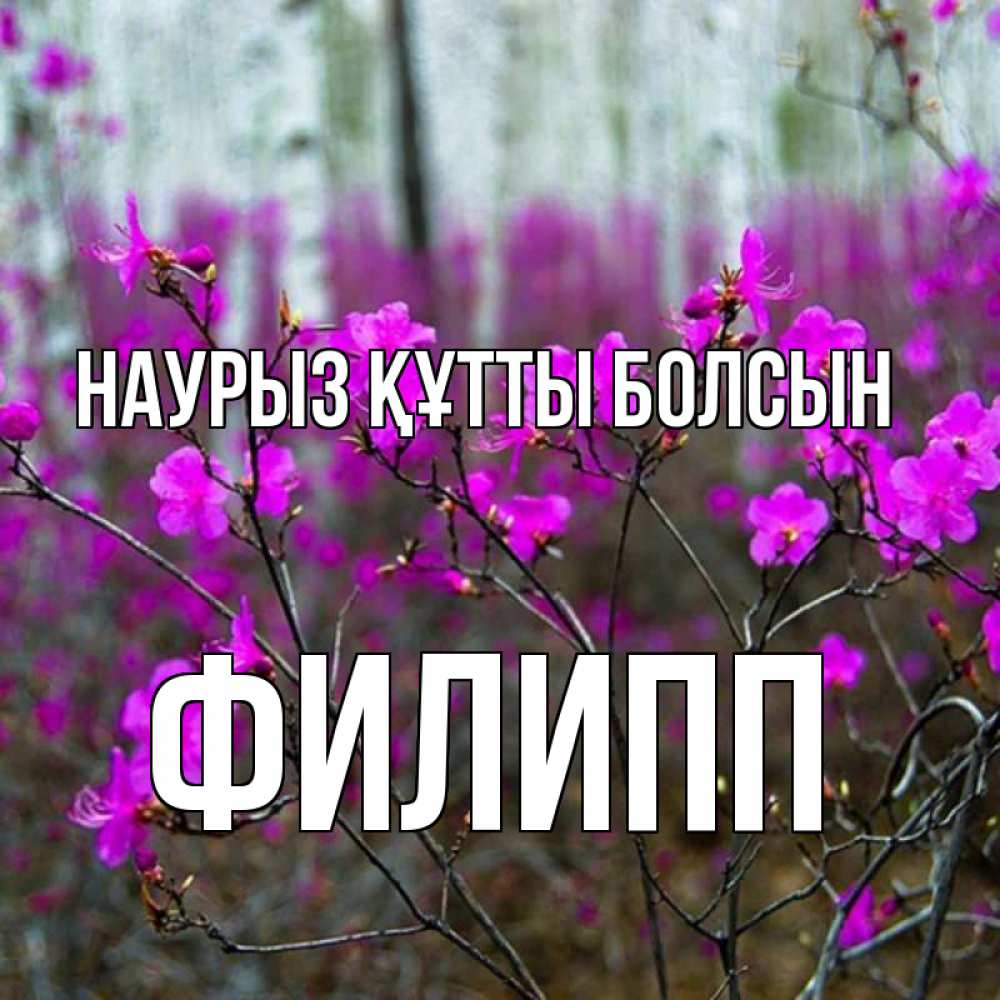 Күн сайын ашық хат с именем, Филипп Наурыз құтты болсын дикие цветы Онлайн тегін жүктеп алу тілектері бар керемет карта 