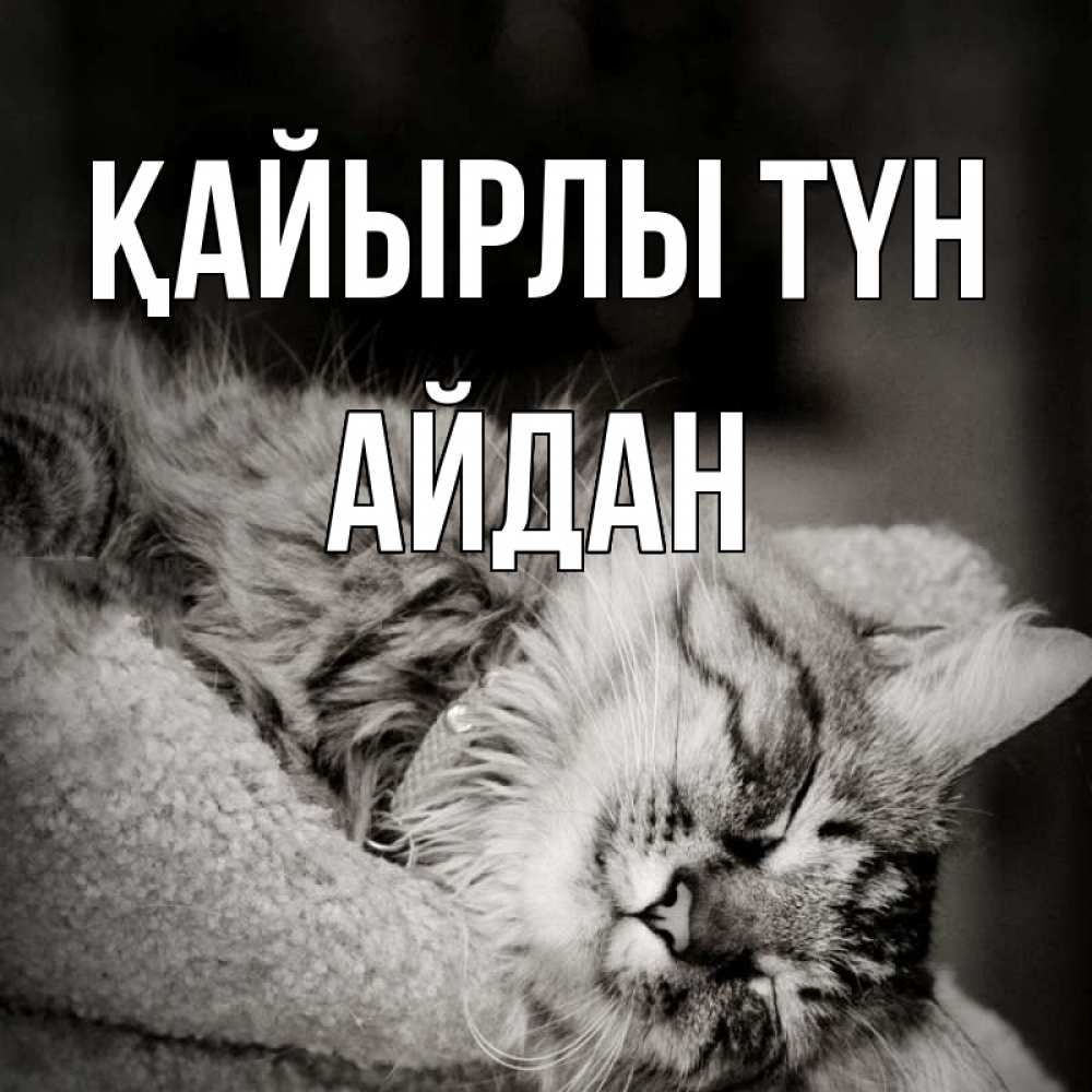 Күн сайын ашық хат с именем, Айдан Қайырлы түн котярик пушистый Онлайн тегін жүктеп алу тілектері бар керемет карта 